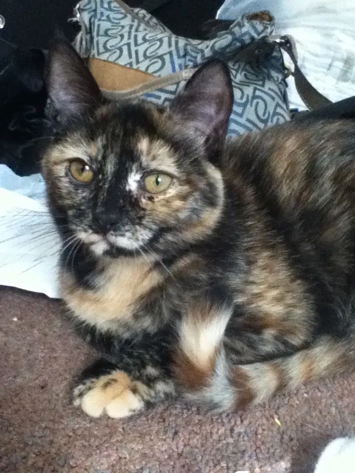 Lost cat in Grand Rapids, MI, 49503