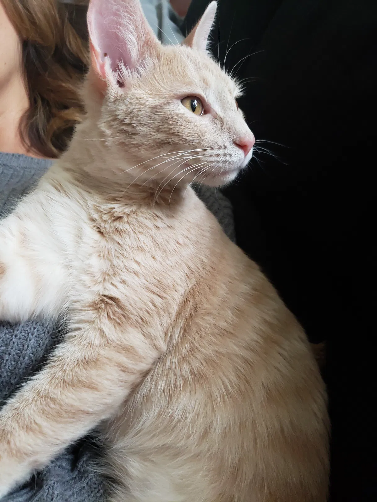 Lost cat in Biloxi, MS, 39531