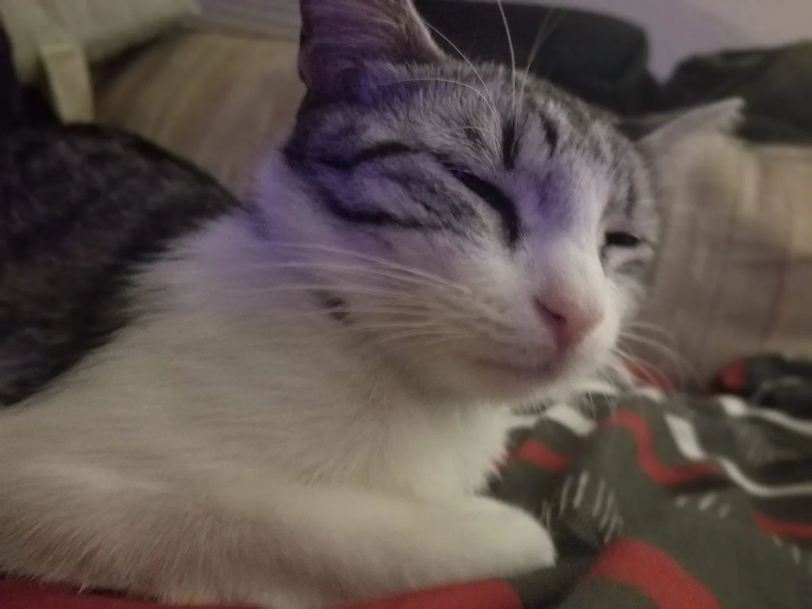 Lost cat in Mesa, AZ, 85208