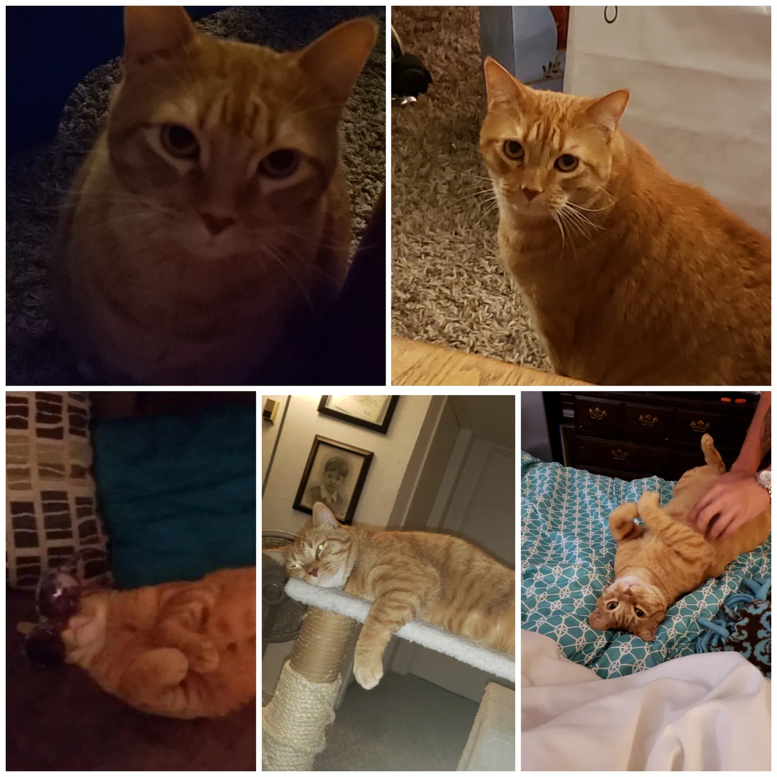 Lost cat in Longview, TX, 75605