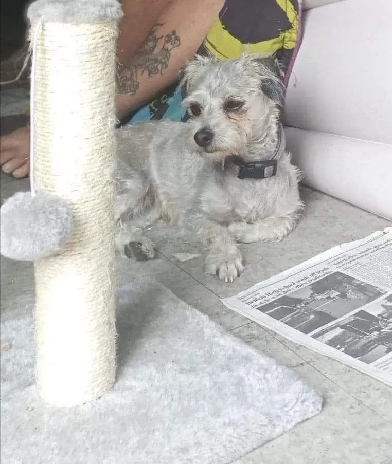 Lost dog in Vallejo, CA, 94591