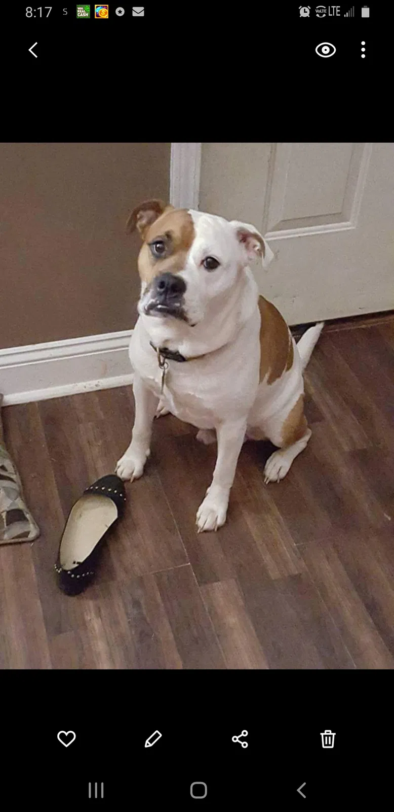 Lost dog in Woodruff, SC, 29388