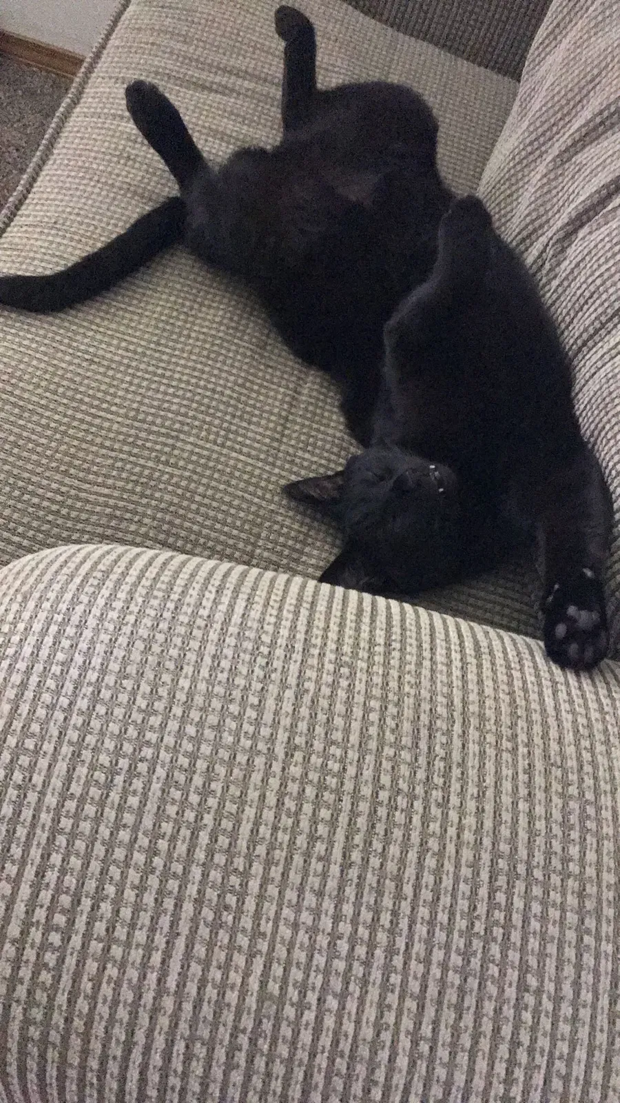 Lost cat in Coeur D Alene, ID, 83815