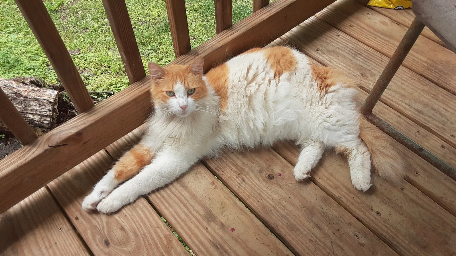Lost cat in Sterrett, AL, 35147