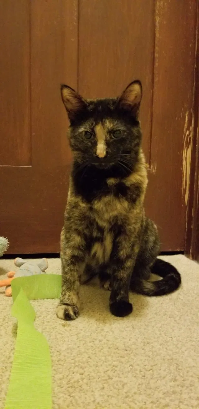 Lost cat in Madison, WI, 53704