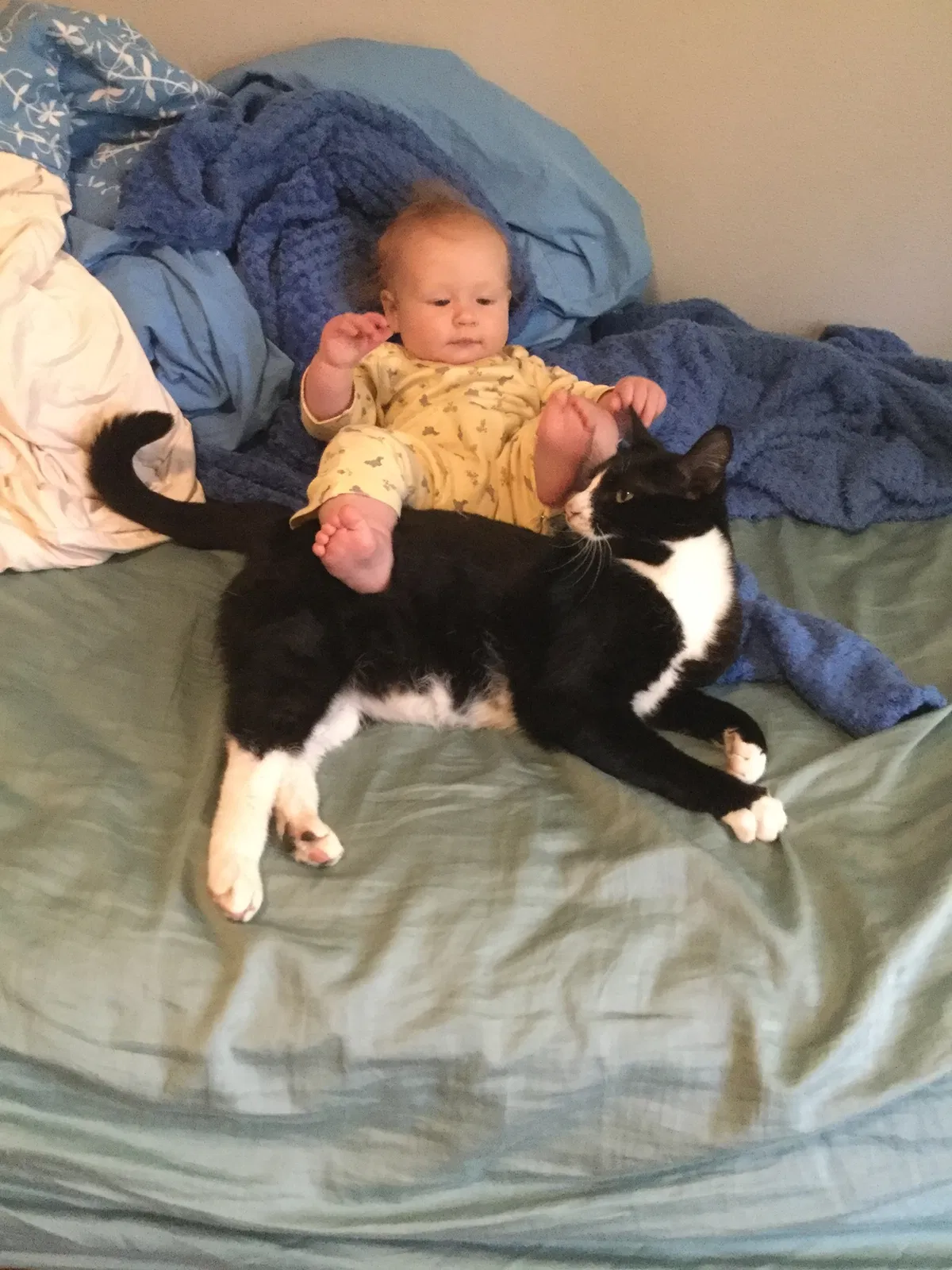 Lost cat in Olympia, WA, 98512