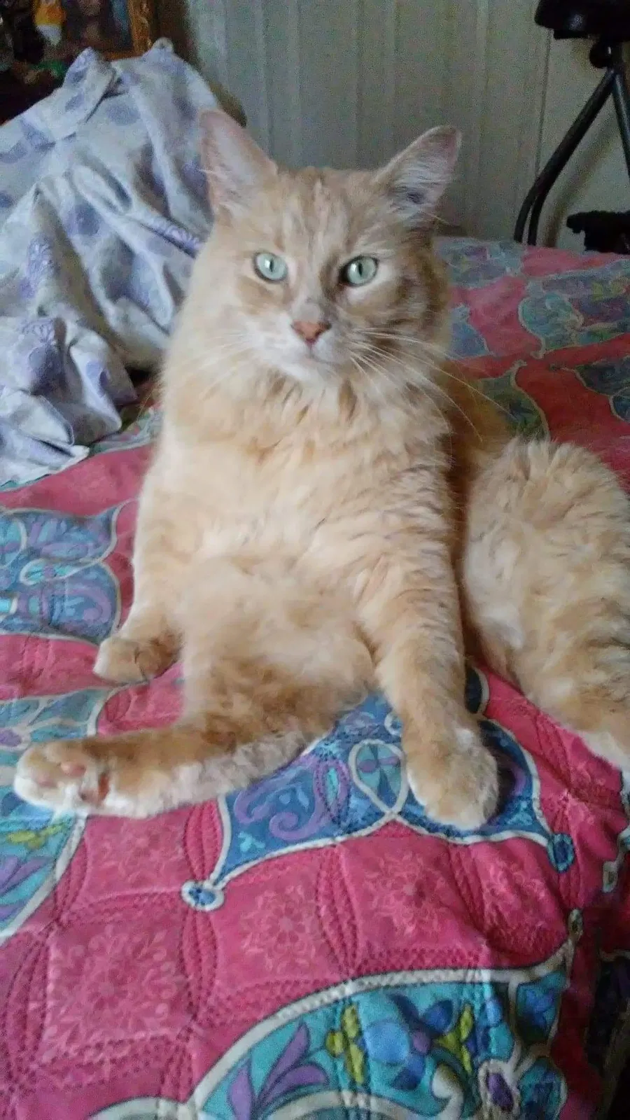 Lost cat in Albuquerque, NM, 87121