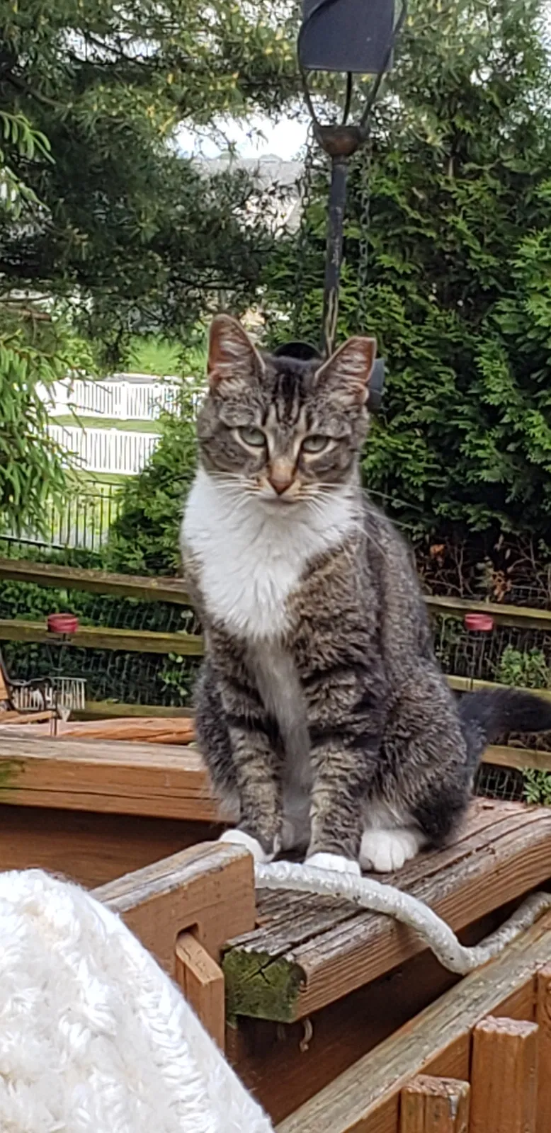 Lost cat in Lancaster, PA, 17603