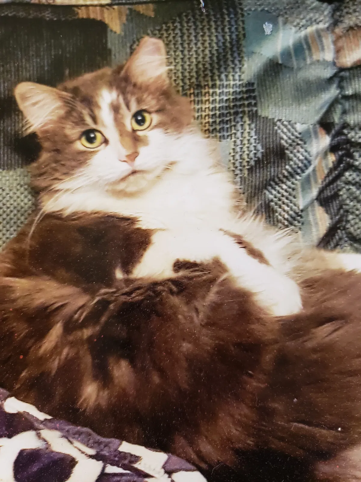 Lost cat in Lancaster, PA, 17603