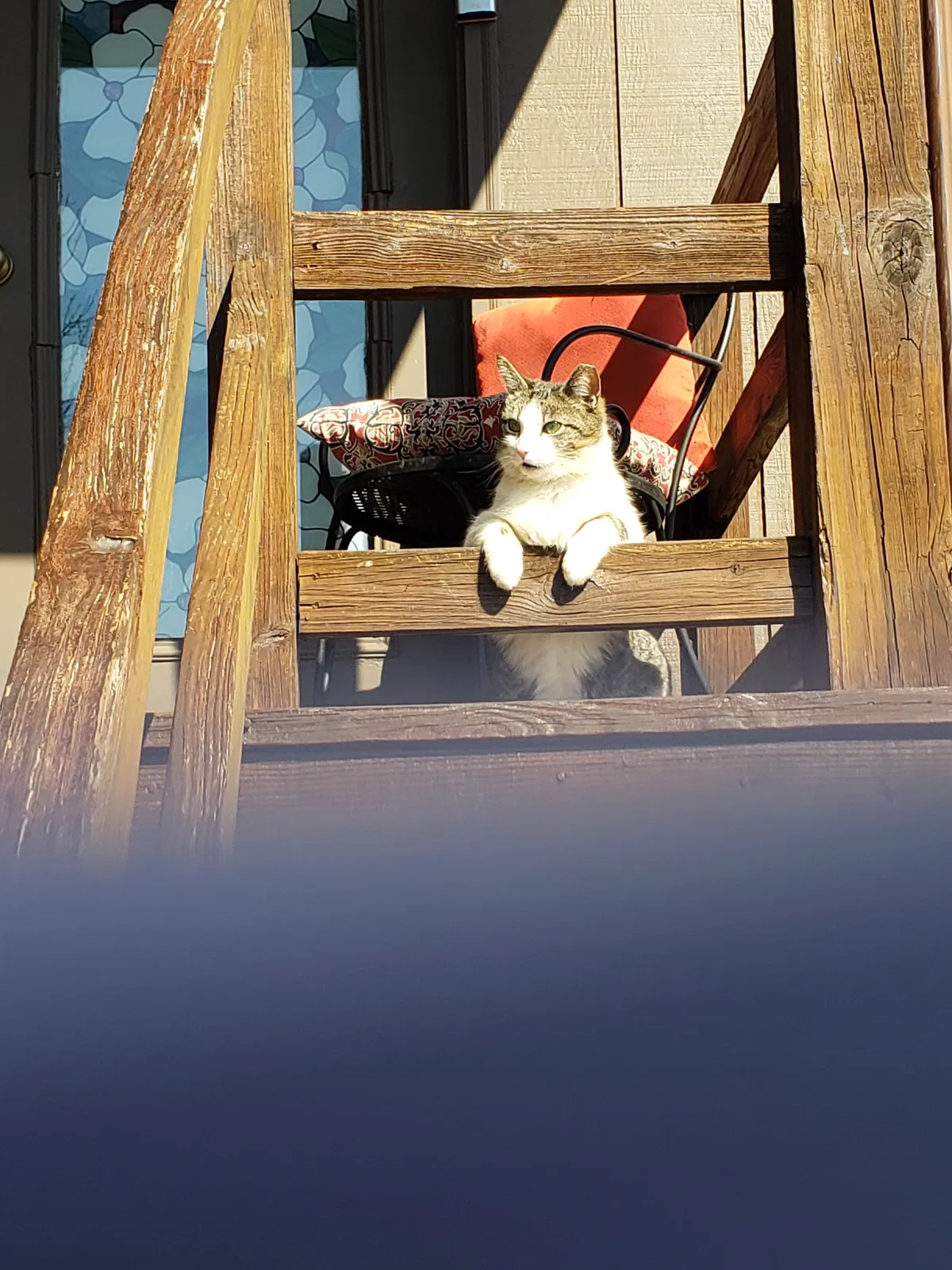 Lost cat in Lancaster, PA, 17603