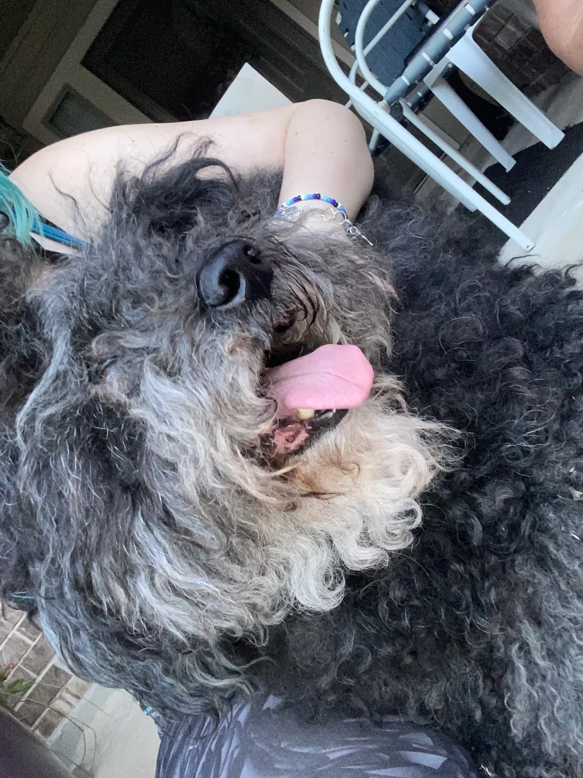 Found dog in Converse, TX, 78109