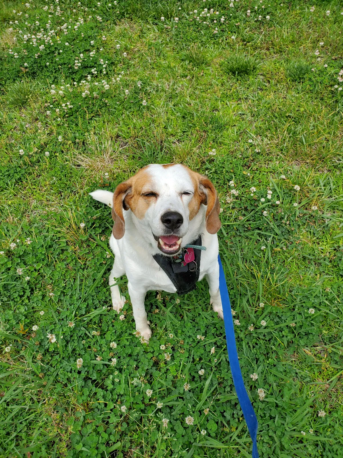 Lost dog in Norfolk, VA, 23513