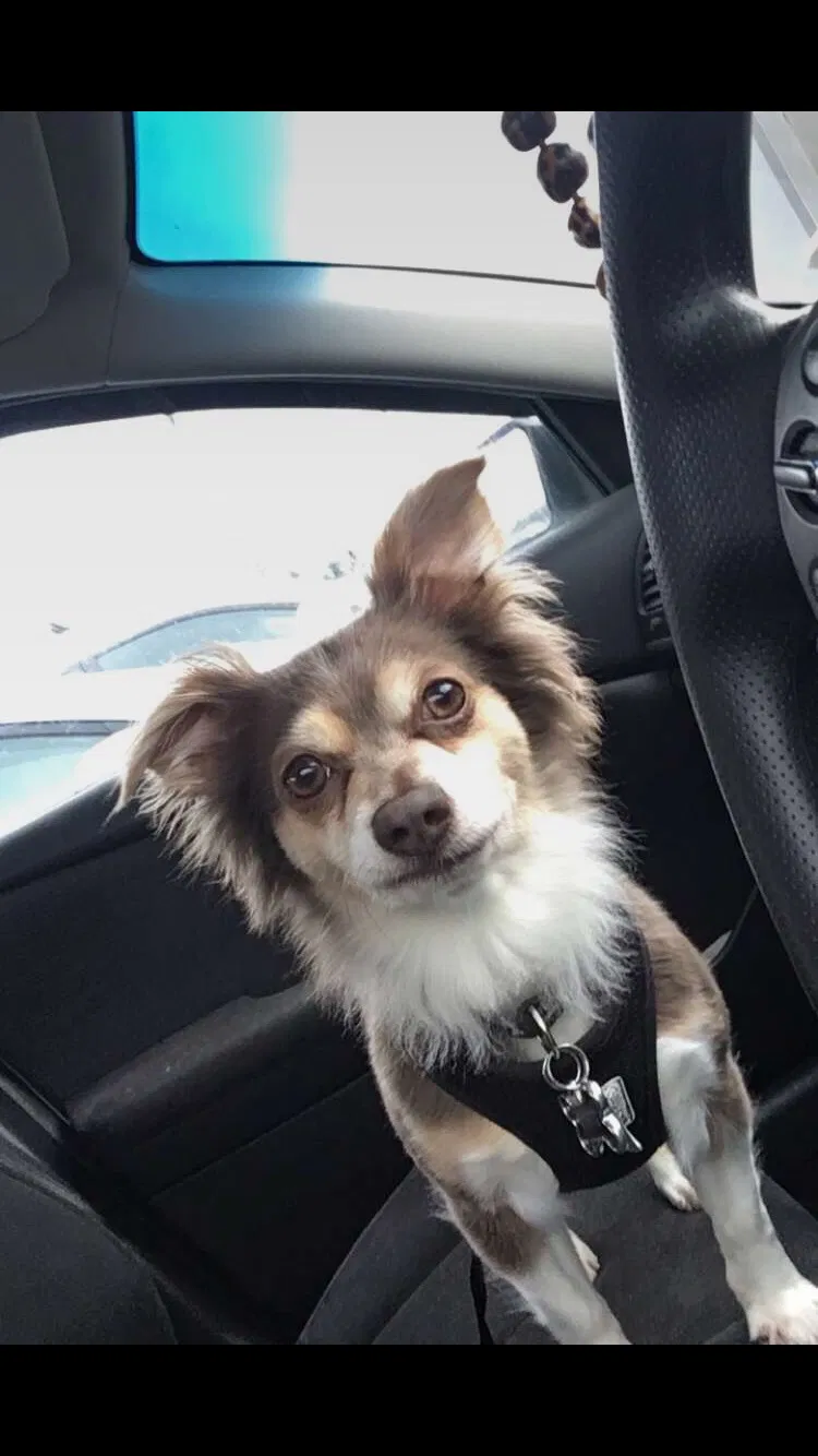 Lost dog in Vallejo, CA, 94590