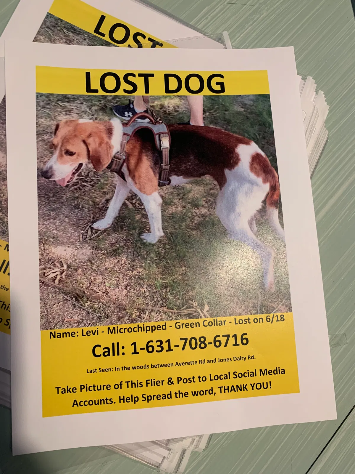 Lost dog in Wake Forest, NC, 27587
