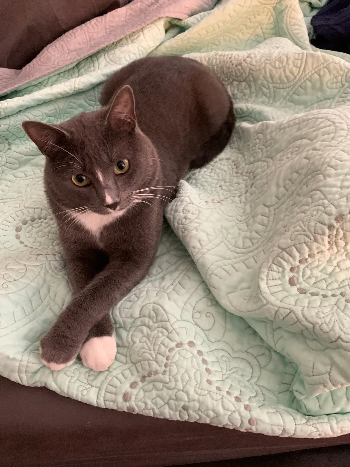 Lost cat in Rossville, GA, 30741