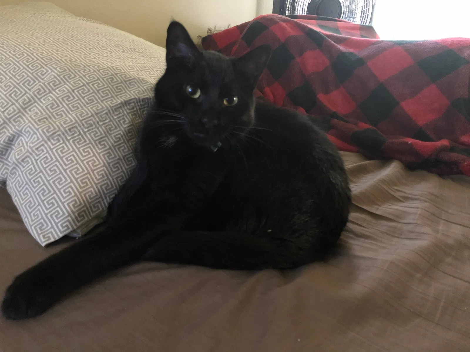 Lost cat in Milwaukee, WI, 53208