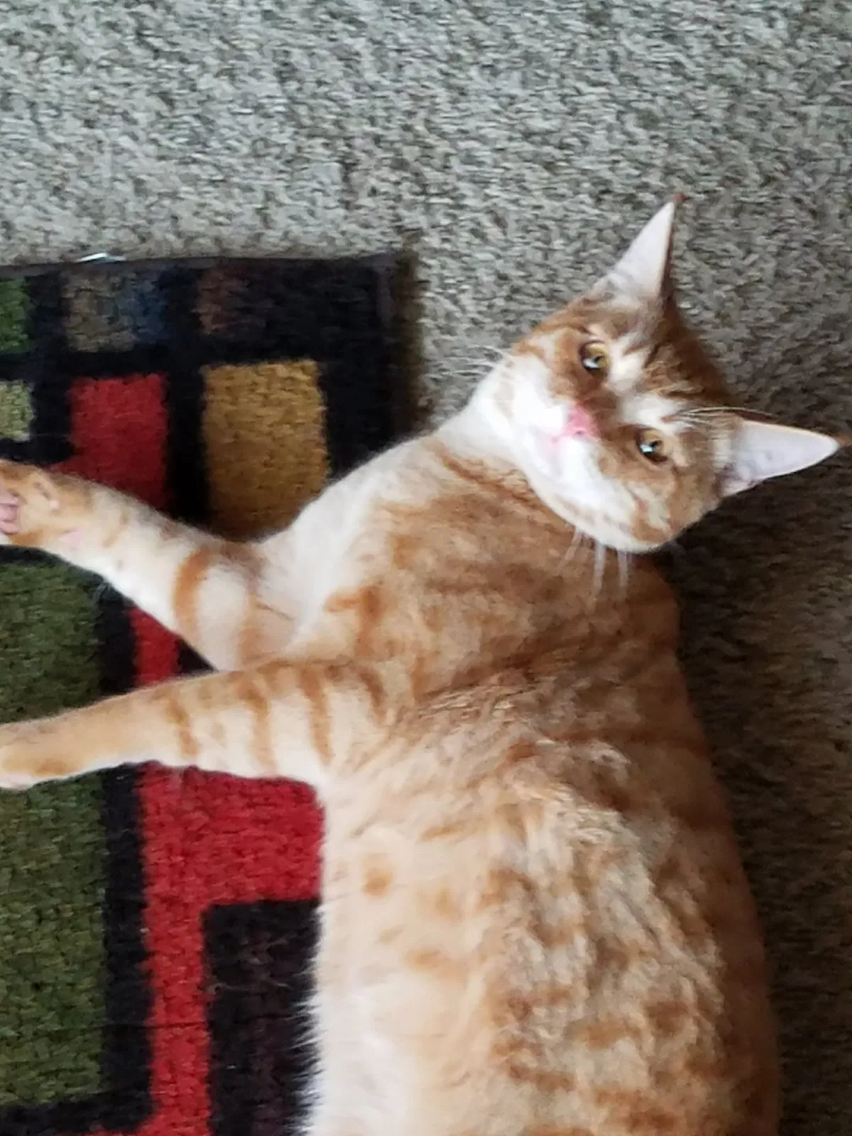 Lost cat in Fresno, CA, 93703