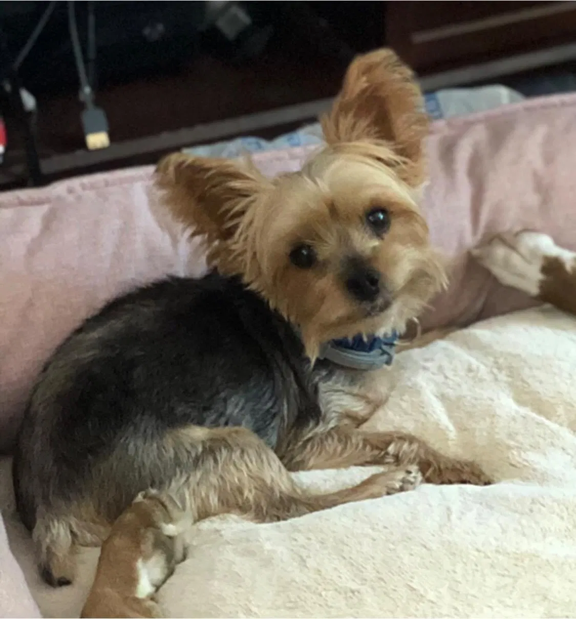 Lost dog in Cleveland, TN, 37323