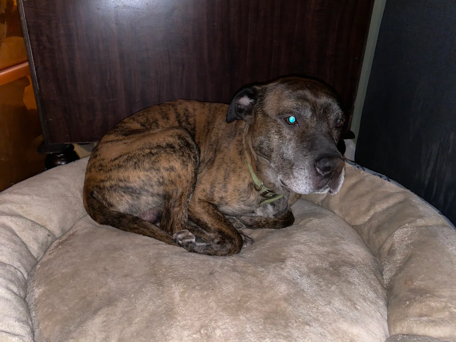 Lost dog in Trenton, MI, 48183