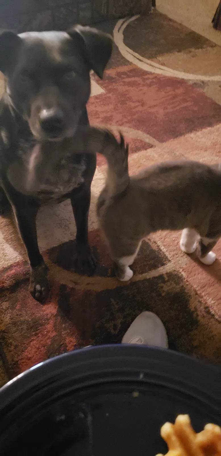 Lost dog in Neosho, MO, 64850