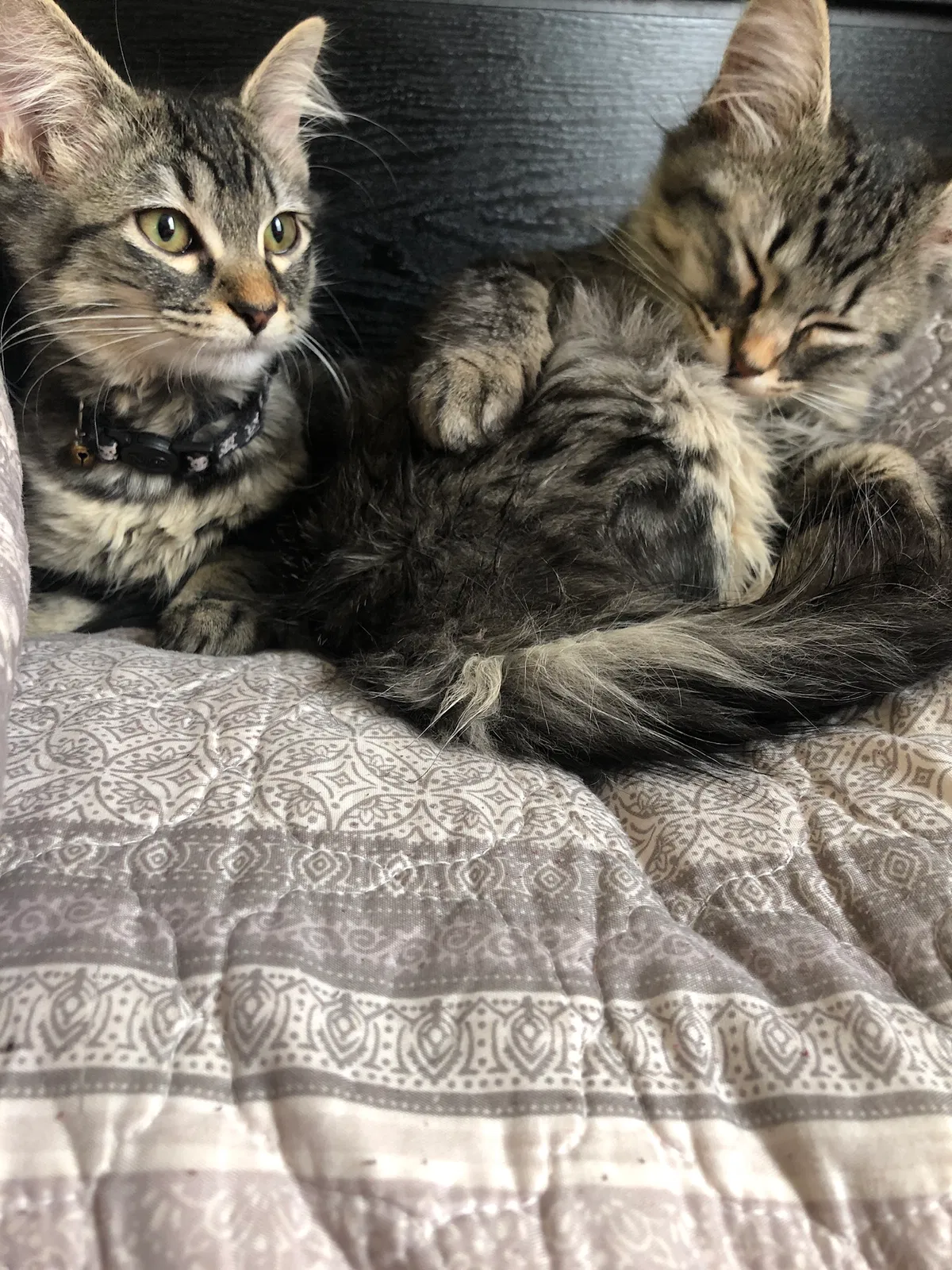 Lost cat in Killeen, TX, 76549