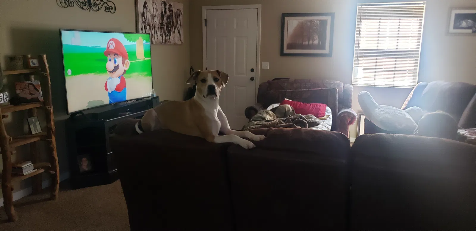 Lost dog in Neosho, MO, 64850