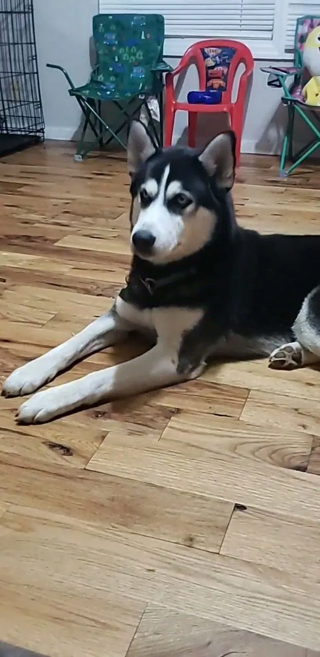 Lost dog in Hendersonville, NC, 28792