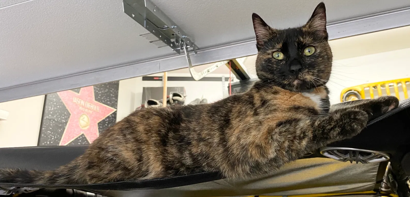 Lost cat in Detroit, MI, 48238