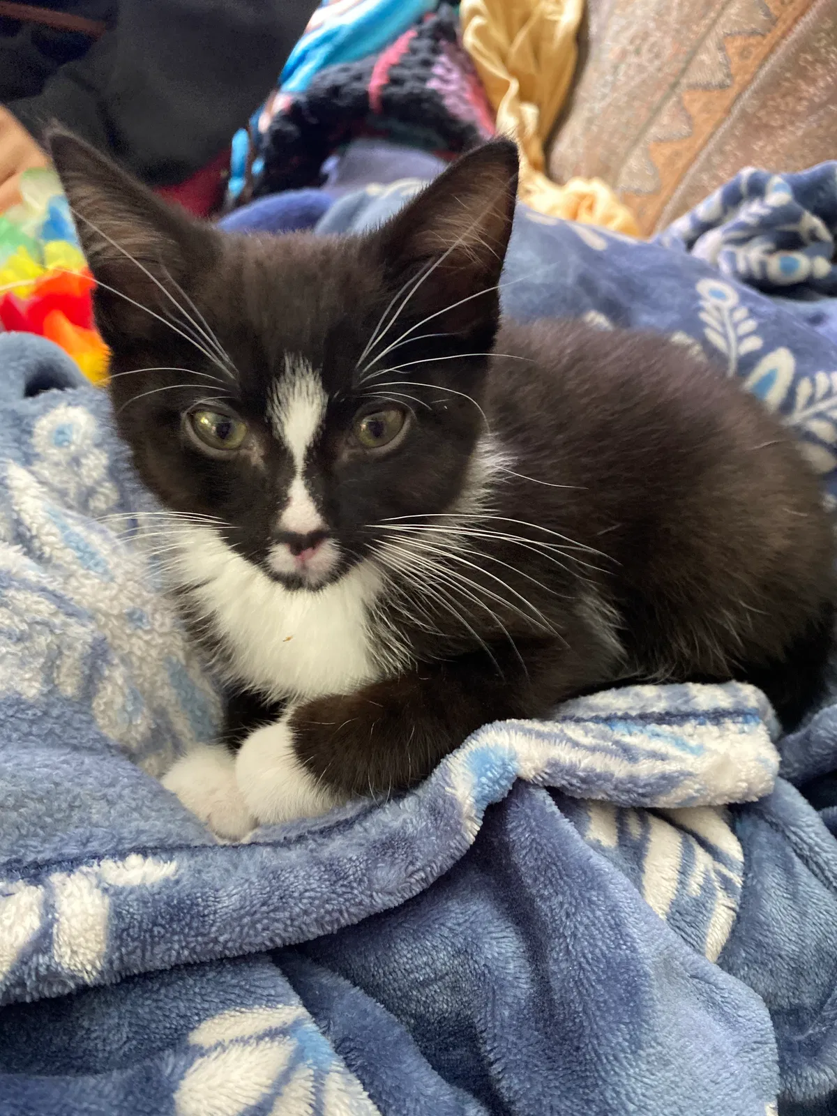 Lost cat in Seattle, WA, 98105