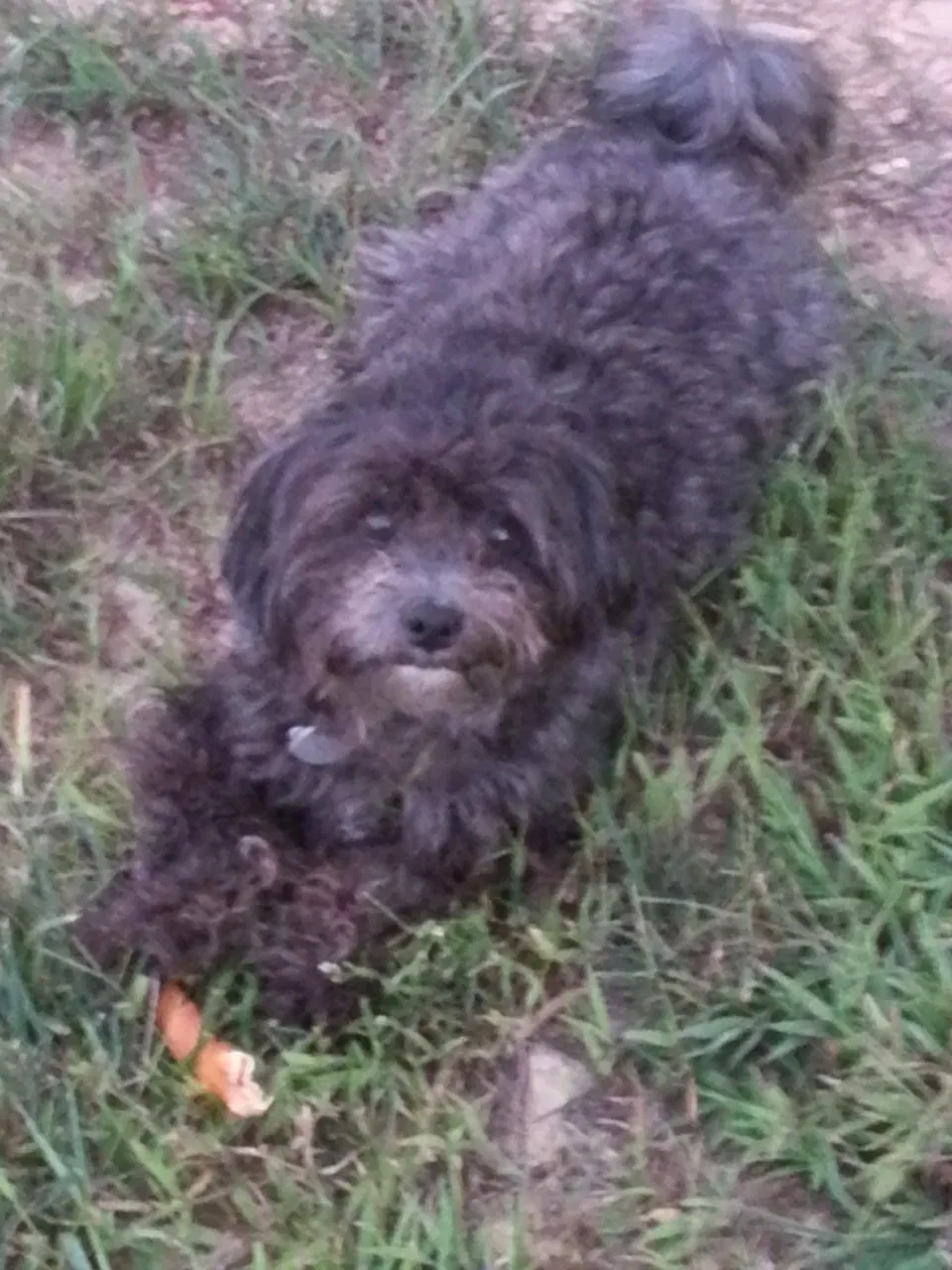 Lost dog in Radcliff, KY, 40160