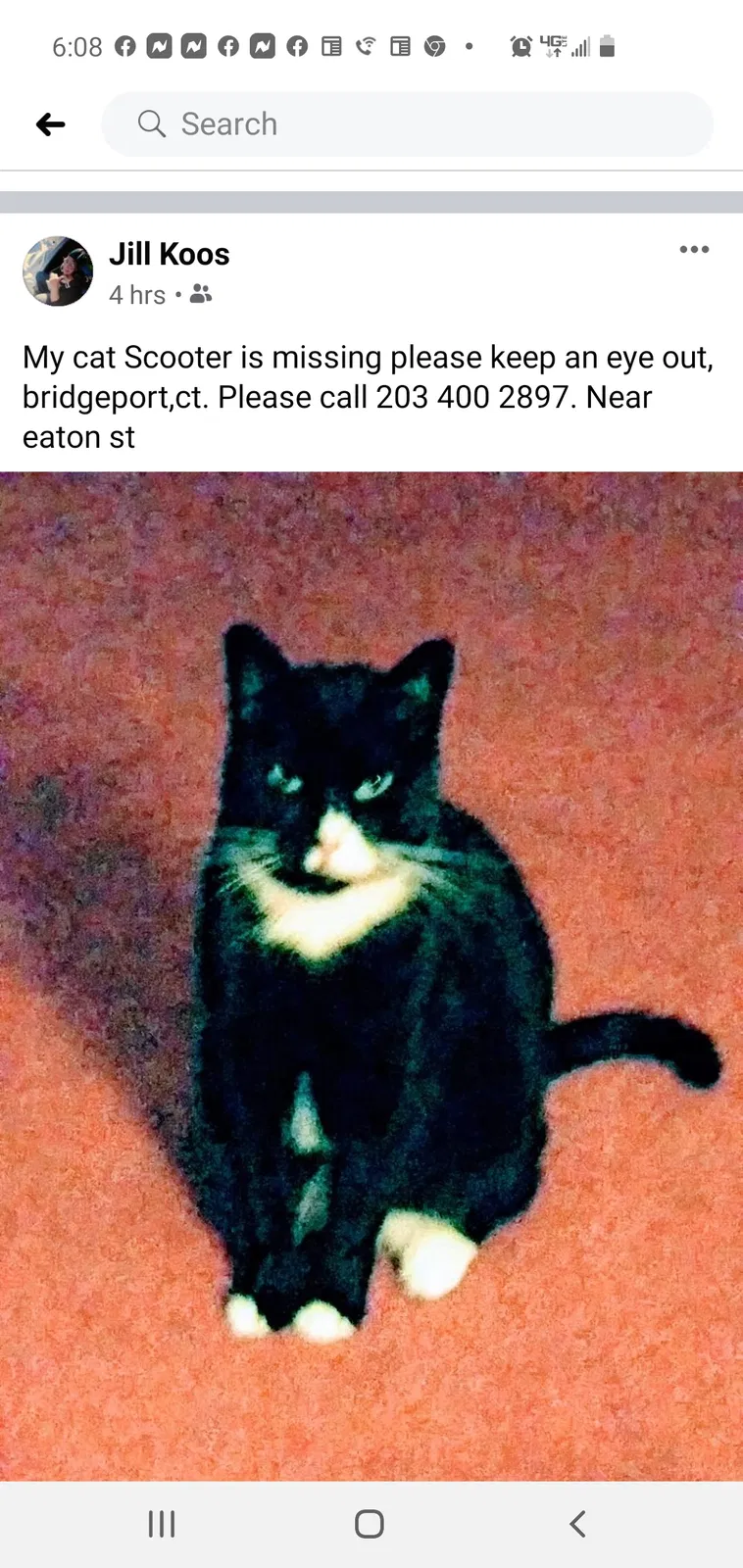 Lost cat in Bridgeport, CT, 6604