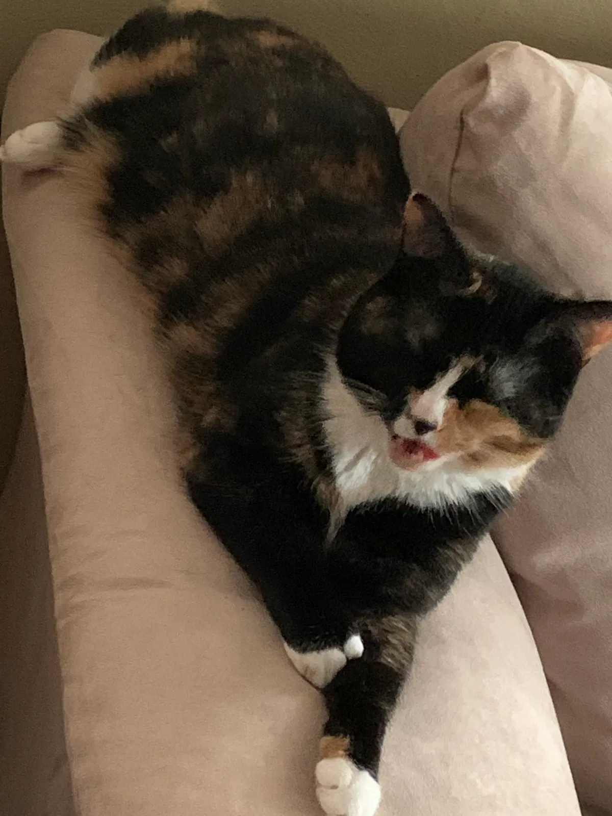 Lost cat in Xenia, OH, 45385