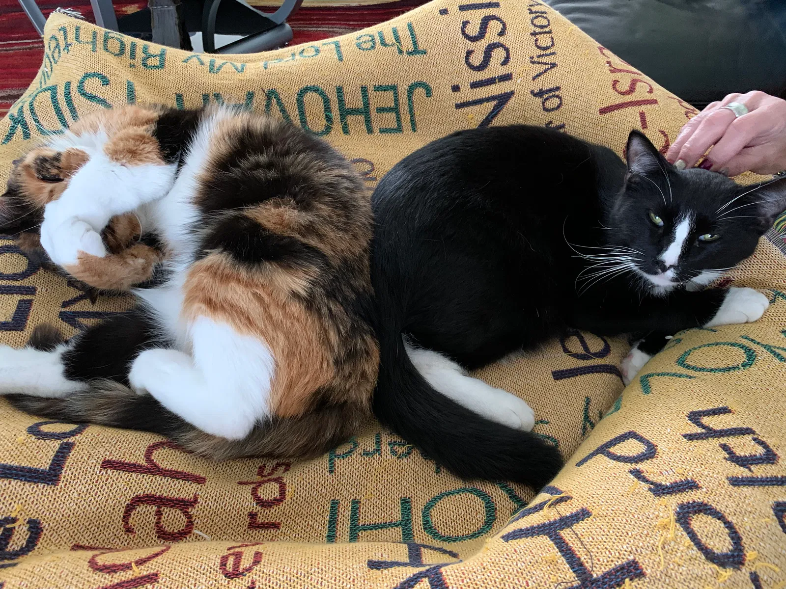 Lost cat in Pearland, TX, 77581
