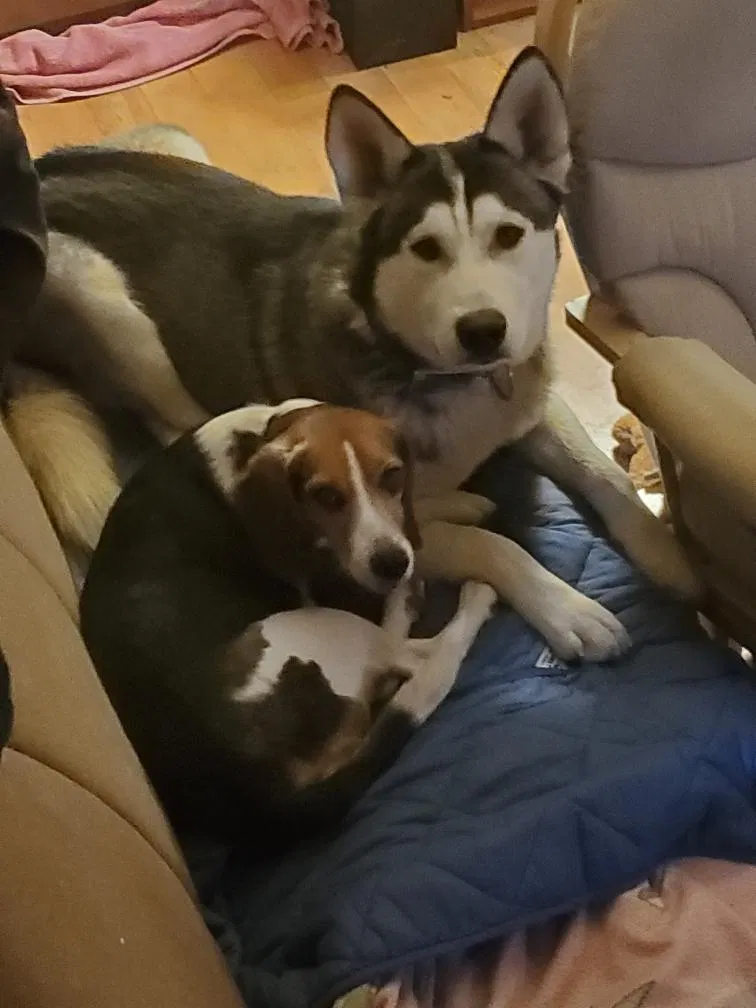 Lost dog in Elizabeth, WV, 26143