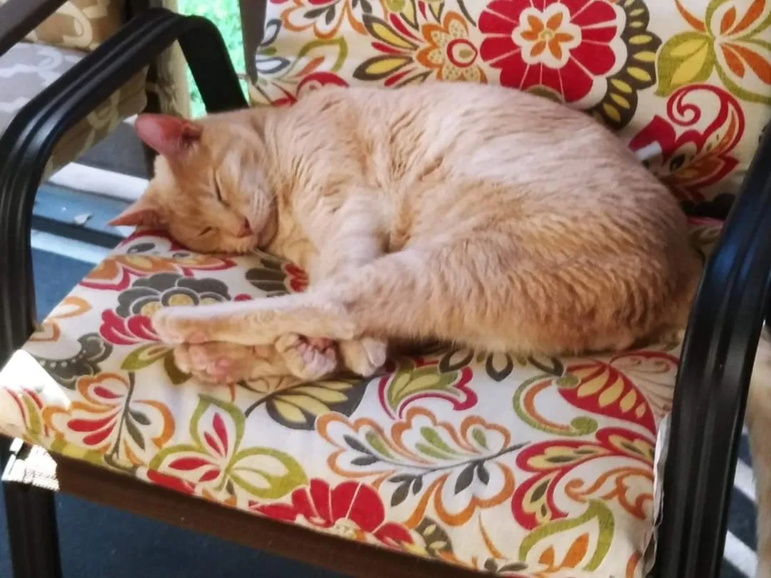 Lost cat in Pinellas Park, FL, 33782