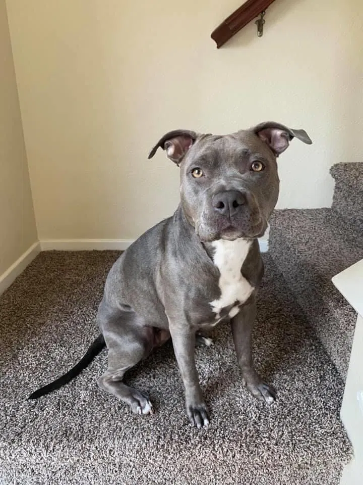 Lost dog in Chula Vista, CA, 91910