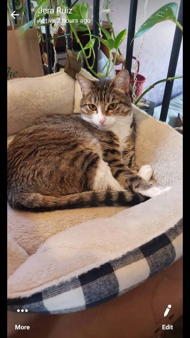 Lost cat in Fort Collins, CO, 80521
