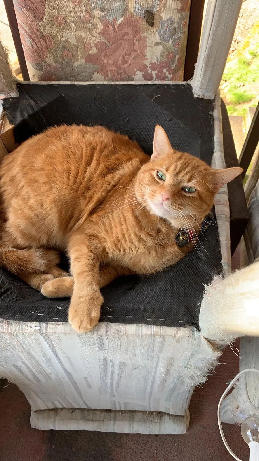 Lost cat in Ravensdale, WA, 98051