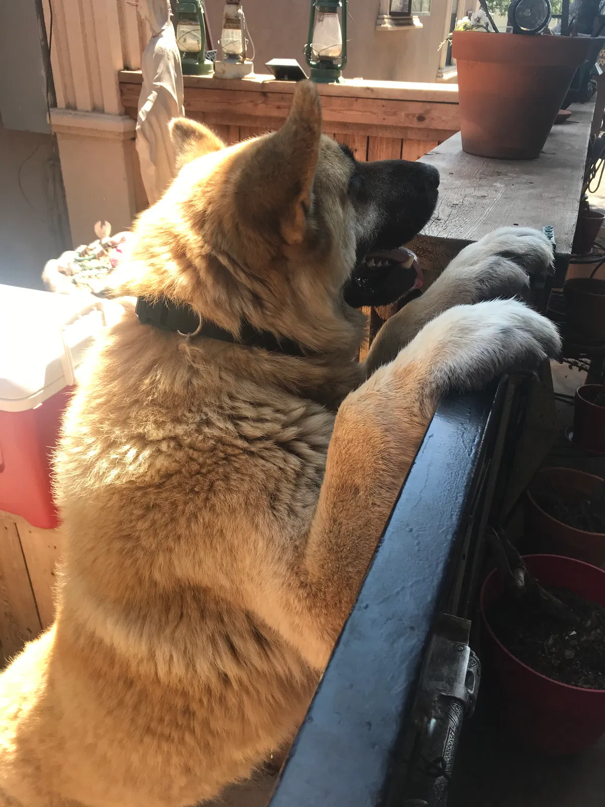 Lost dog in Odessa, TX, 79762
