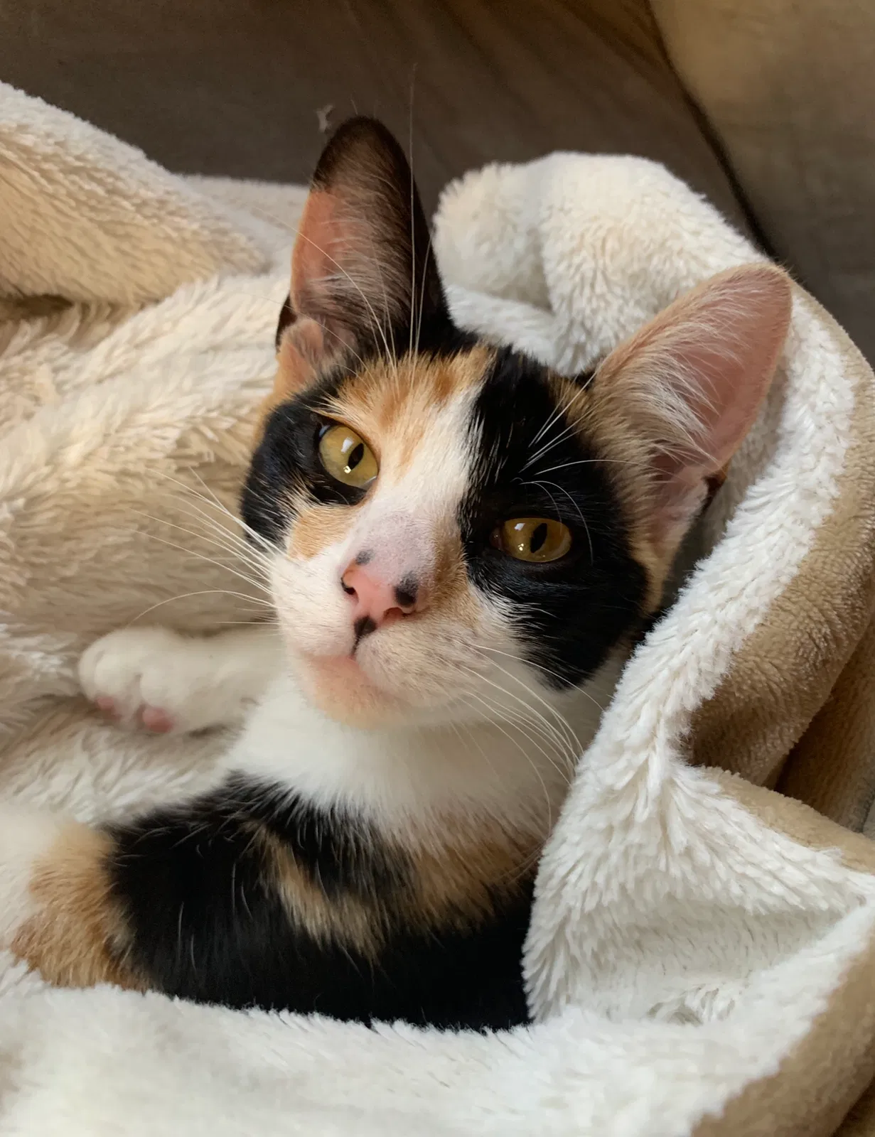 Lost cat in San Juan Bautista, CA, 95045