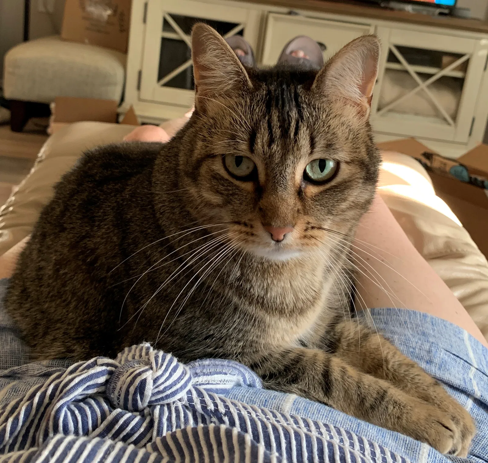 Lost cat in Keller, TX, 76248