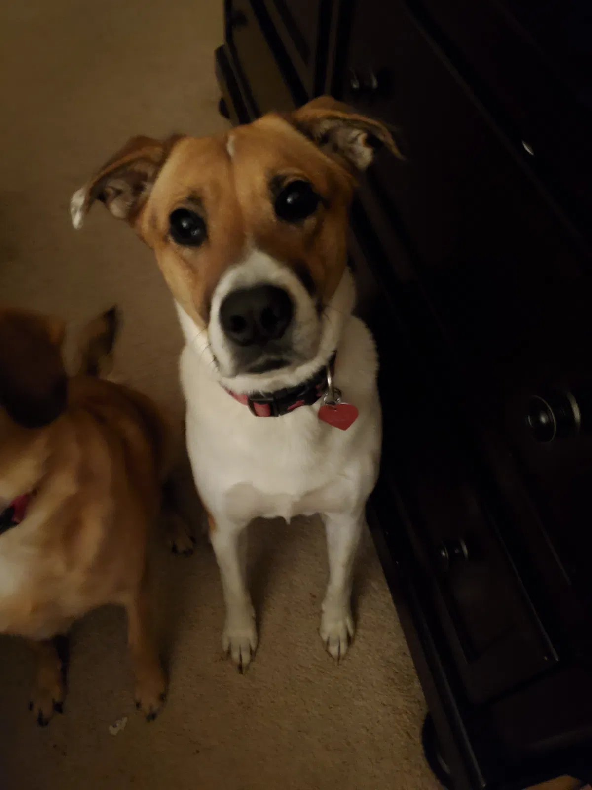 Lost dog in Aberdeen, MD, 21001