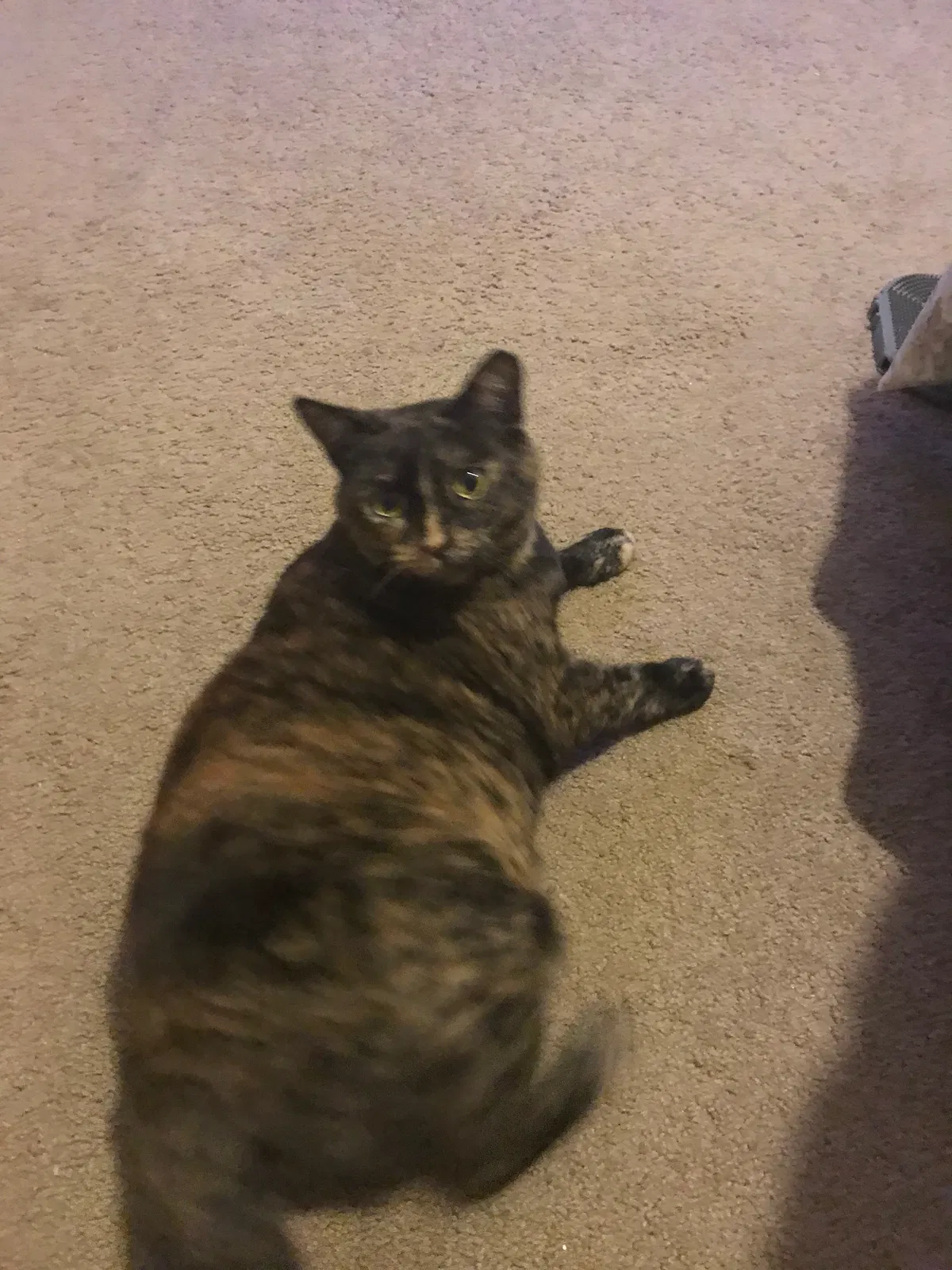Lost cat in Bluffton, SC, 29910