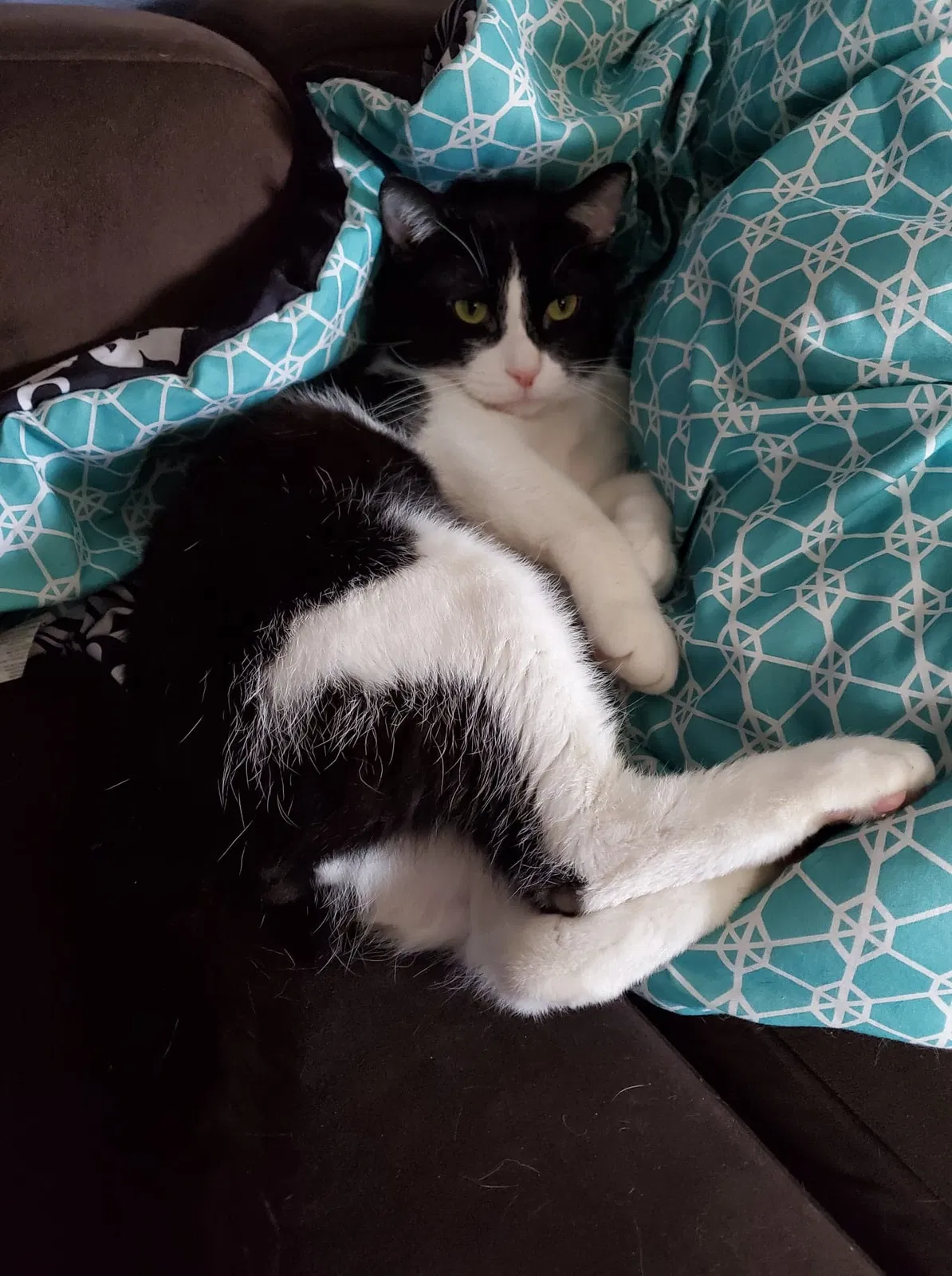 Lost cat in Milwaukee, WI, 53219