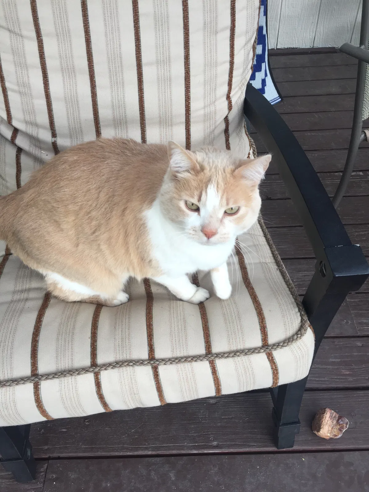 Lost cat in Littleton, CO, 80120