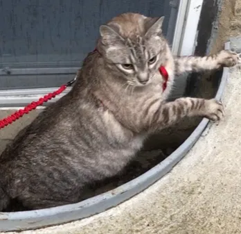 Lost cat in Fort Lauderdale, FL, 33321