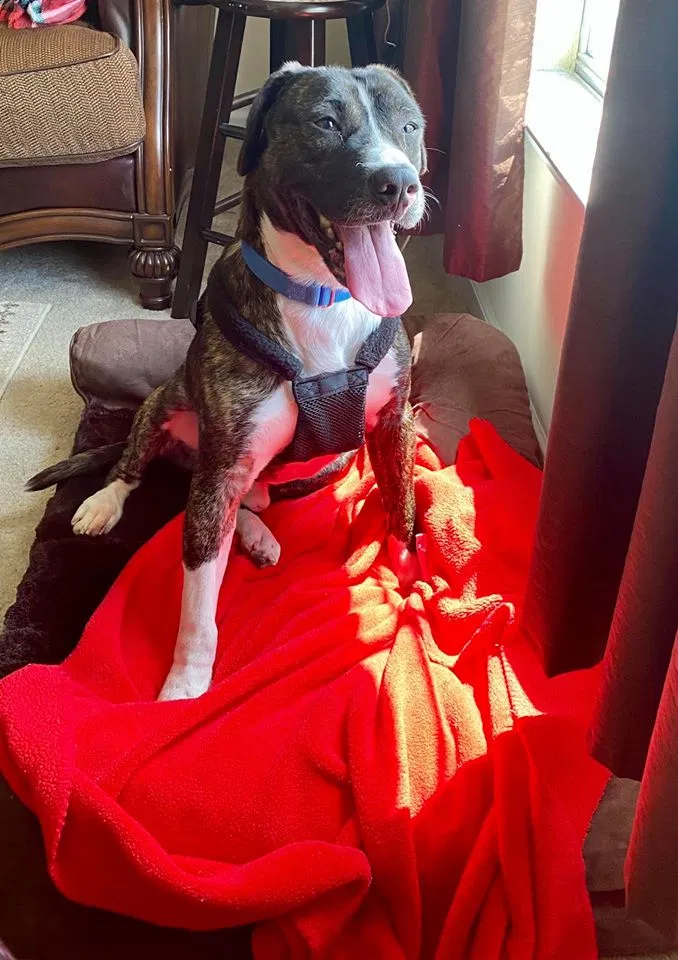 Lost dog in Madison, TN, 37115
