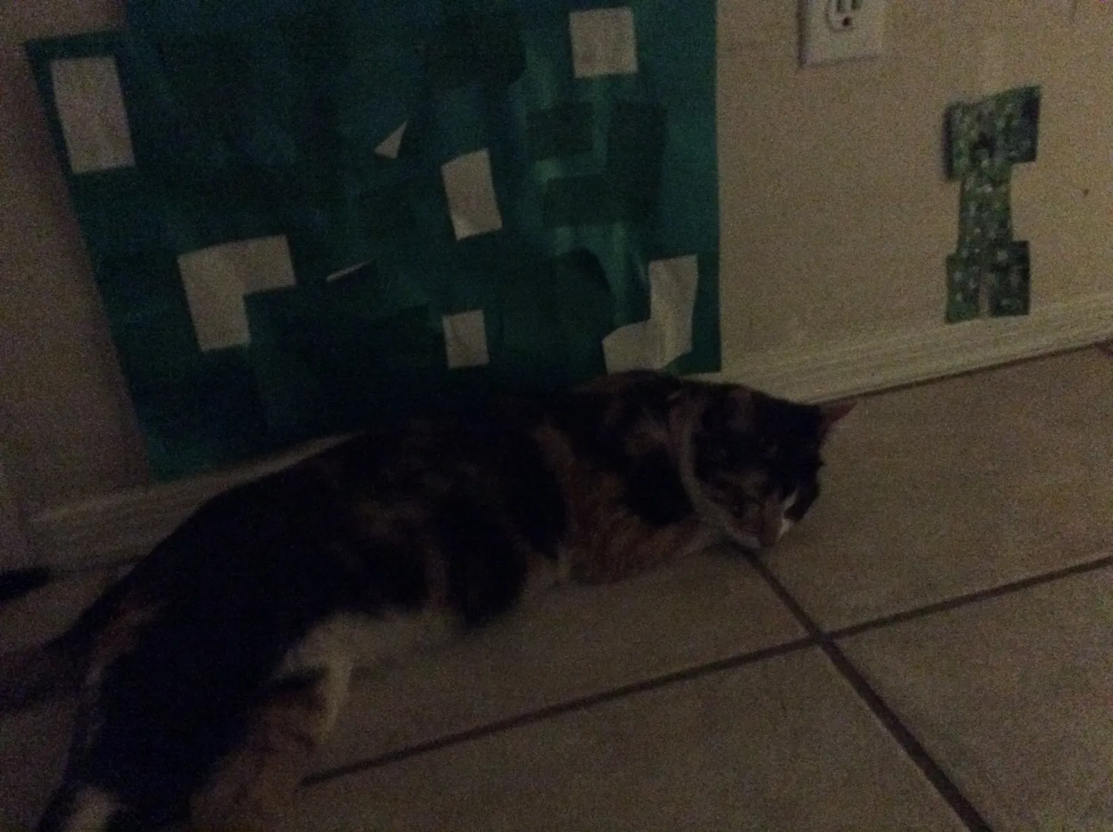 Lost cat in Tempe, AZ, 85283