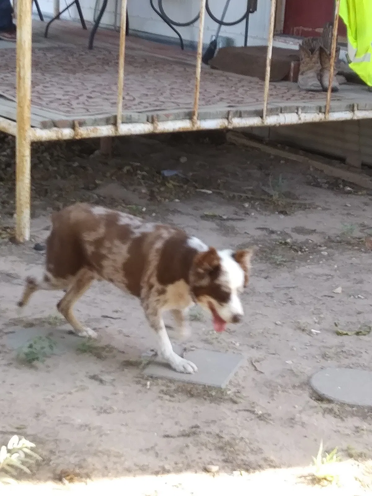 Found dog in Monahans, TX, 79756
