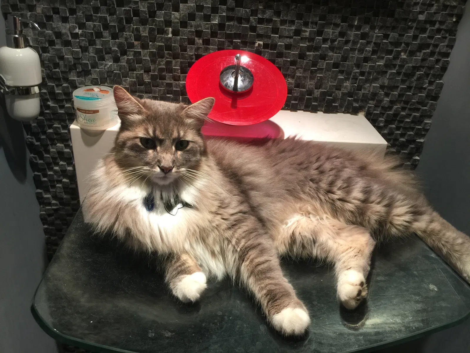 Lost cat in Bethesda, MD, 20814